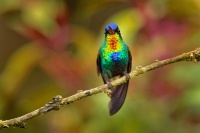 Kolibrik ohnivobrady - Panterpe insignis - Fiery-throated Hummingbird o0695